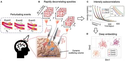 Transient Motion Classification Through Turbid Volumes via Parallelized Single-Photon Detection and Deep Contrastive Embedding